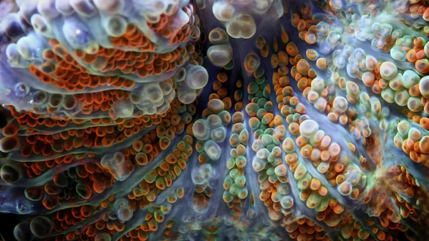 Khám phá san hô cận cảnh sắc nét và sống động