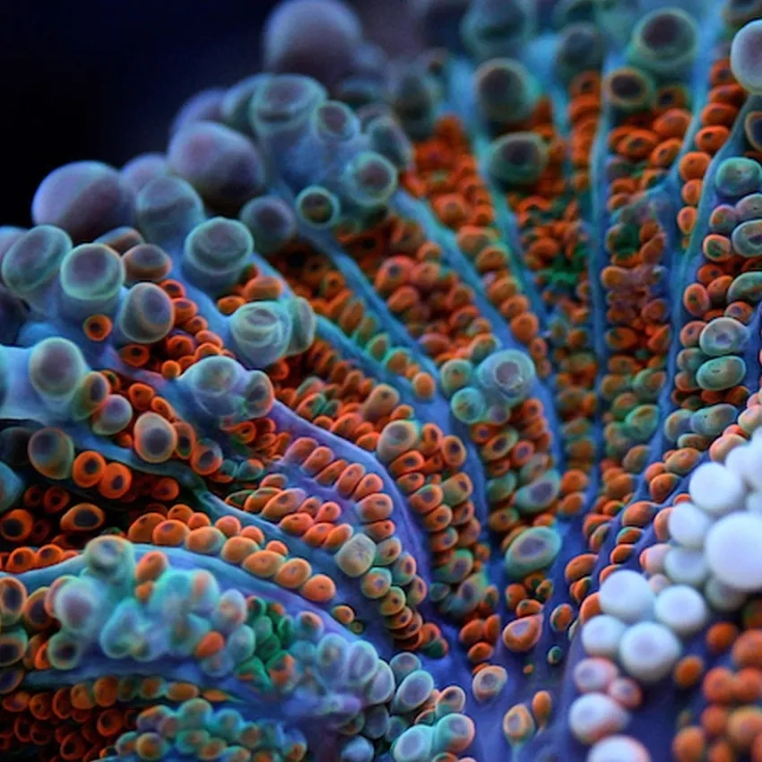 Ảnh san hô reef close up sống động dưới nước