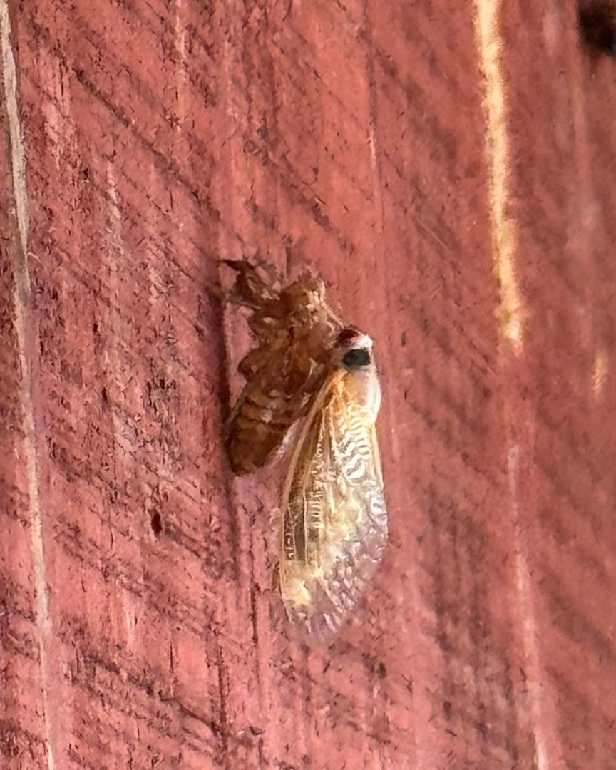 Chú ve sầu bụng đỏ vừa mới thoát khỏi lớp vỏ bọc an toàn