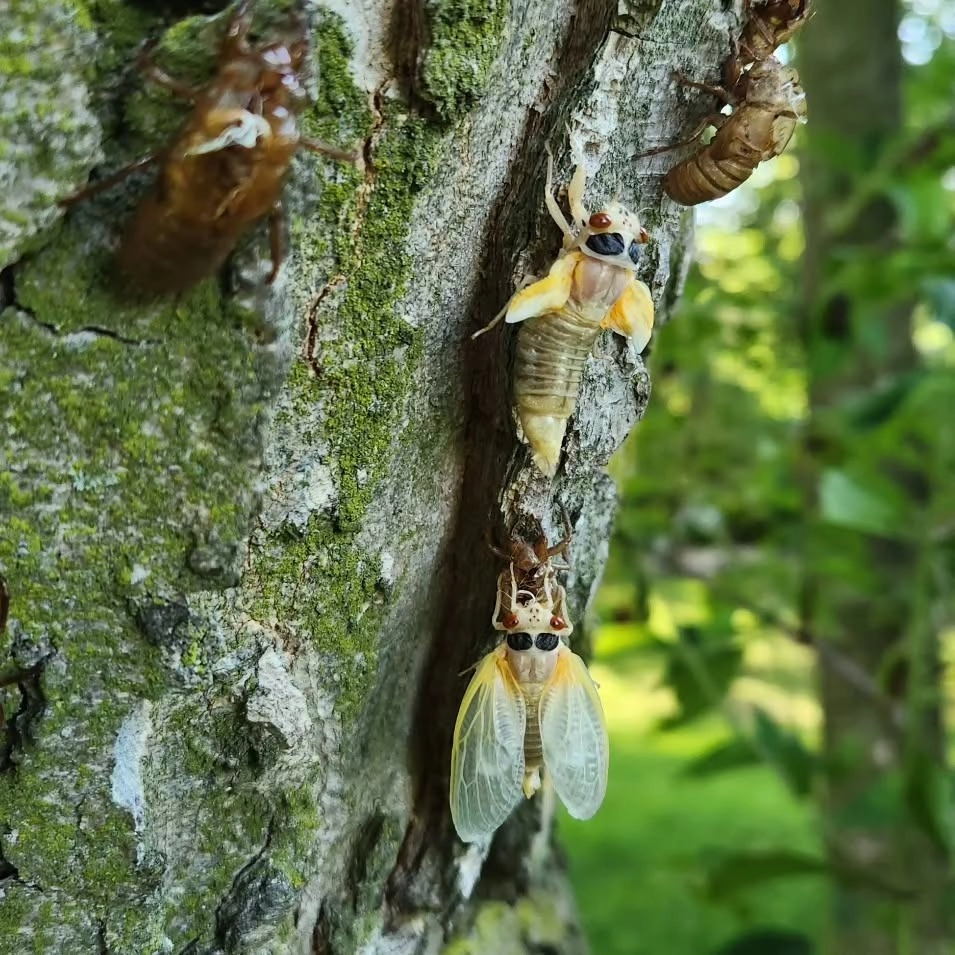 Vòng đời của ve sầu được ghi lại qua khoảnh khắc lột xác sinh động