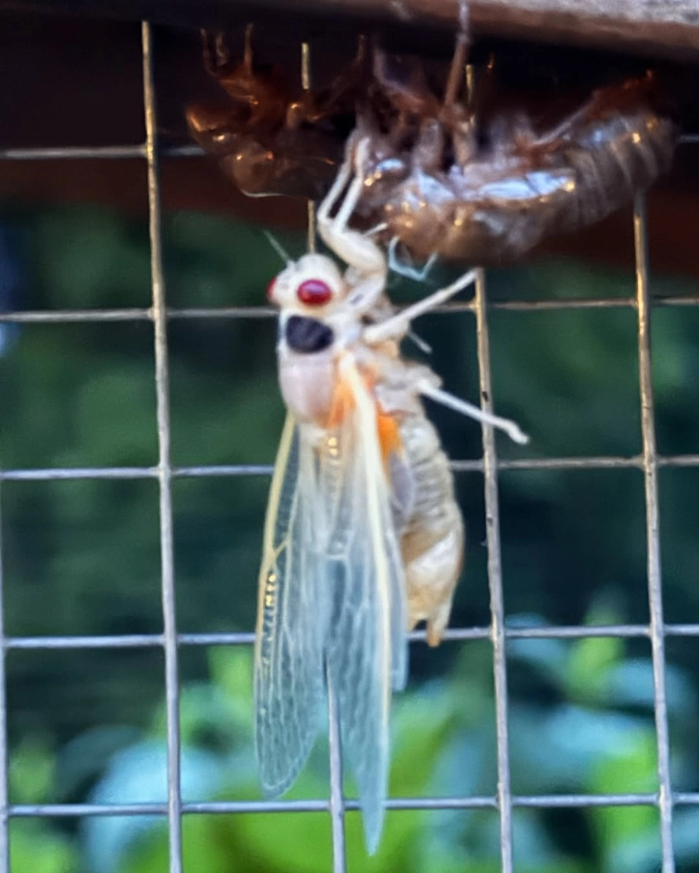 Ảnh macro mắt ve sầu kép với chi tiết sắc nét tuyệt đối