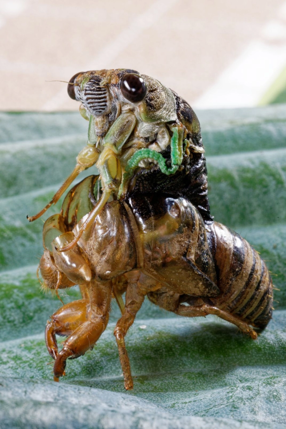 Ảnh chụp từ trên cao quá trình ve sầu lột xác bám vào lá cây