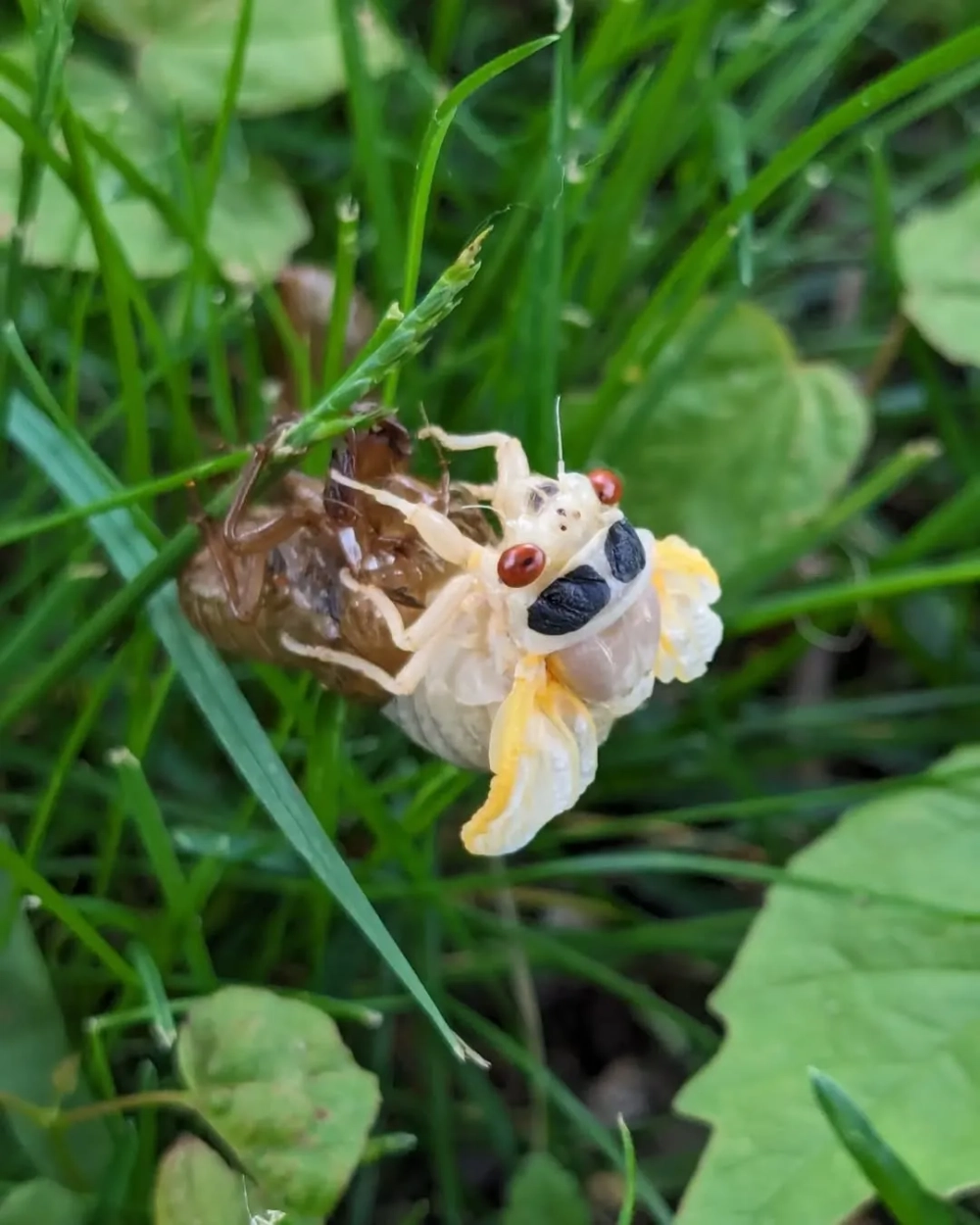 Ve sầu mới nở cánh xanh biếc lung linh trong sương sớm