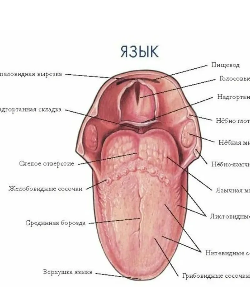 Xem chi tiết hình ảnh lưỡi phóng to các gai