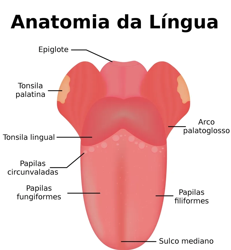 Đây là hình ảnh vi khuẩn trên lưỡi người