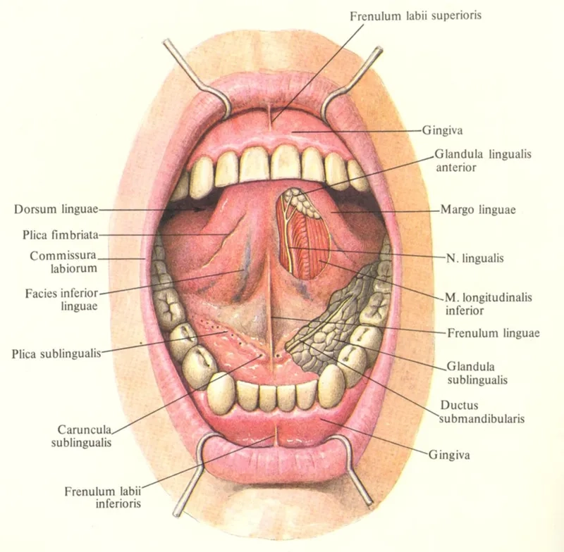 Thực hiện cách vệ sinh lưỡi sạch mỗi ngày