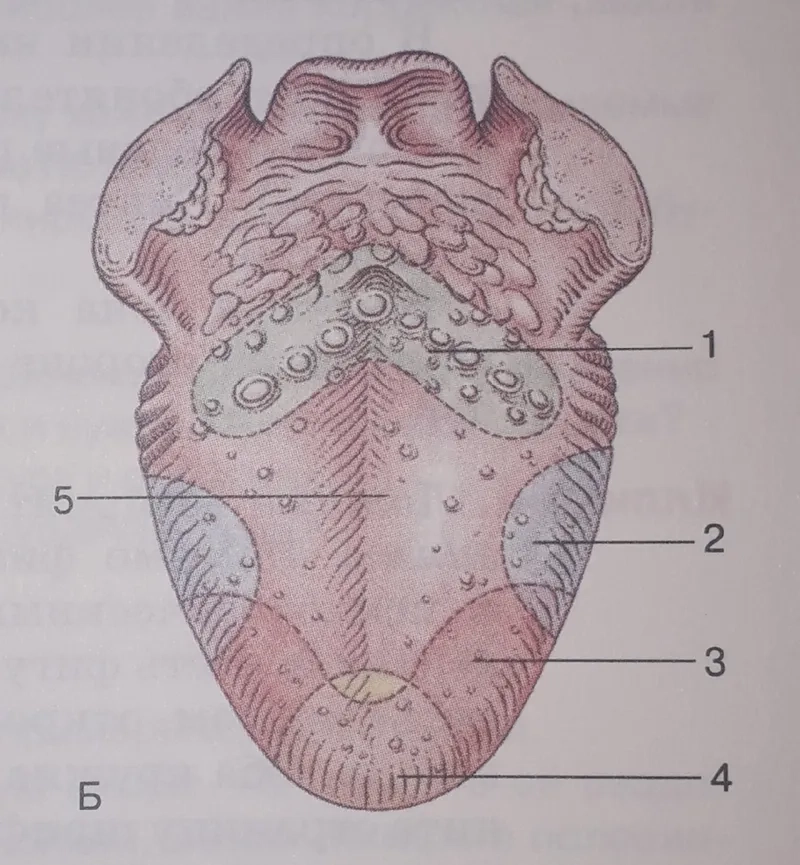 Tìm độ phóng đại quan sát lưỡi phù hợp