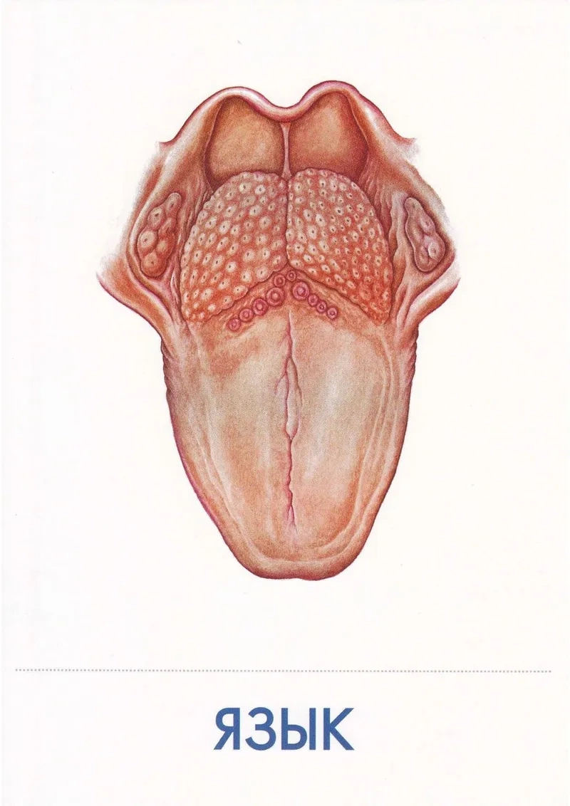 Tế bào biểu mô lưỡi bao phủ và bảo vệ