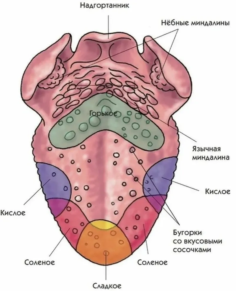 Gai lưỡi dưới kính hiển vi có nhiều loại
