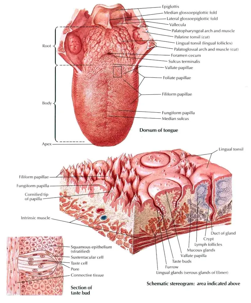 Bề mặt lưỡi có các nhú dưới kính hiển vi