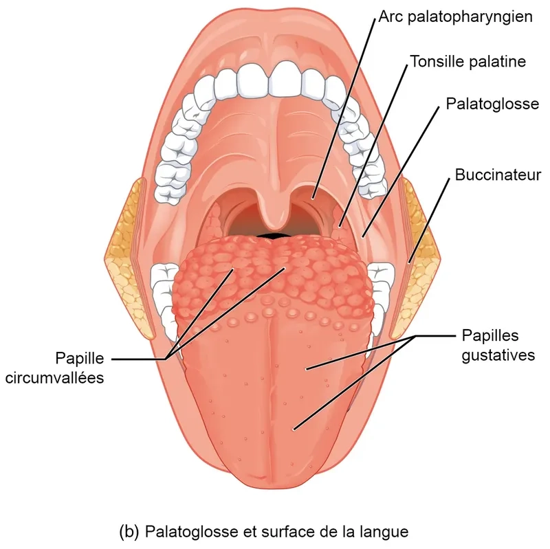 Rêu lưỡi là vi khuẩn dưới kính hiển vi