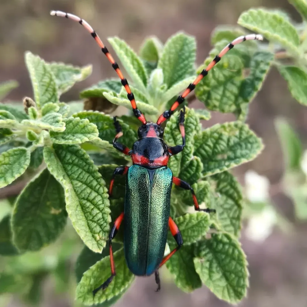 Bọ kẹp kìm đực và cái đang kiếm ăn trên thân cây sồi