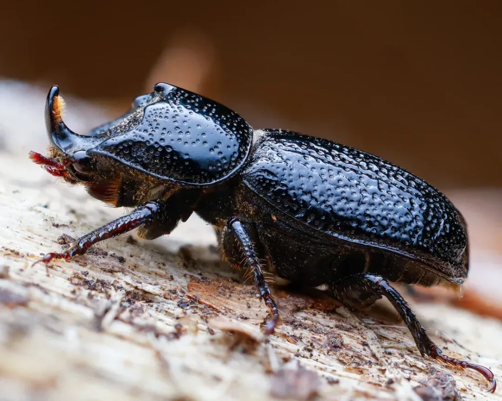 Ảnh macro bọ cánh cứng nhìn trực diện đầy uy lực