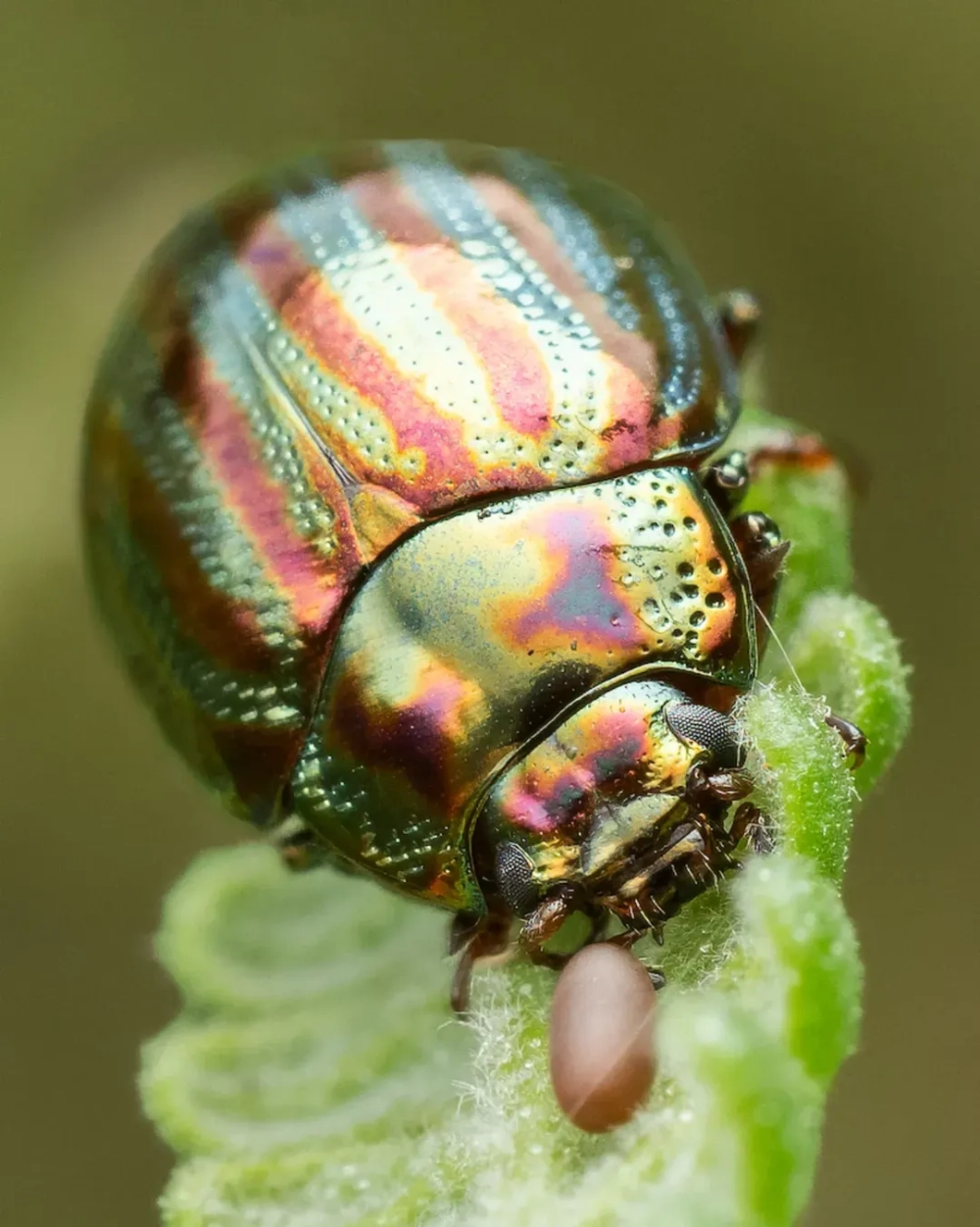 Bọ cánh cứng quý hiếm việt nam với màu sắc đỏ đen đặc trưng