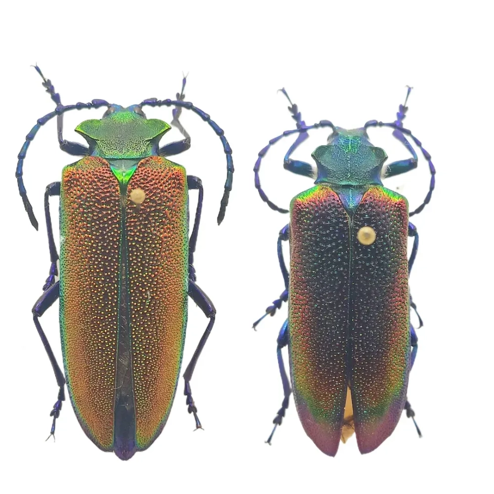 Hai chú bọ cánh cứng đẹp đang chiến đấu tranh giành lãnh thổ