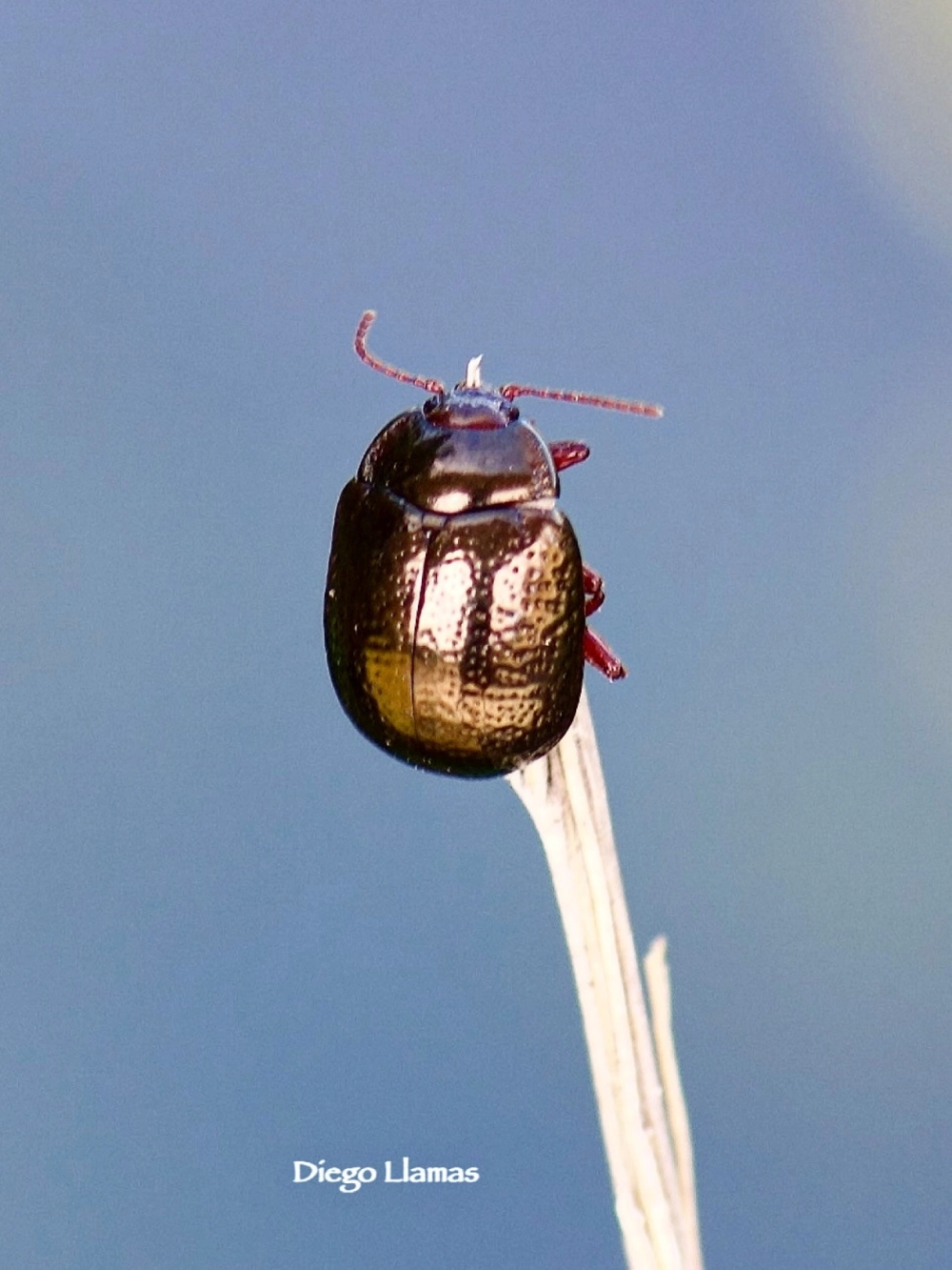 Cặp bọ xén tóc sừng dài giao tiếp với nhau trên cành lá