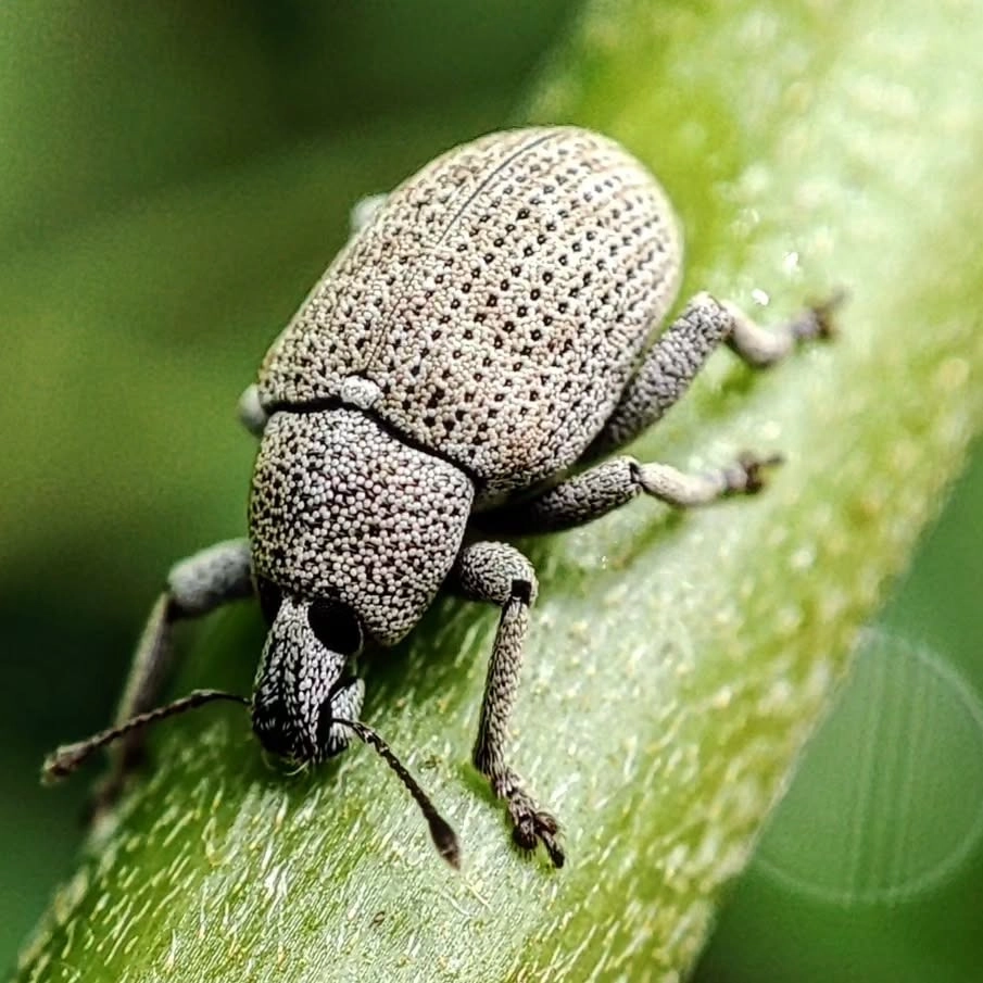 Chân dung bọ hung tê giác với chiếc sừng dũng mãnh