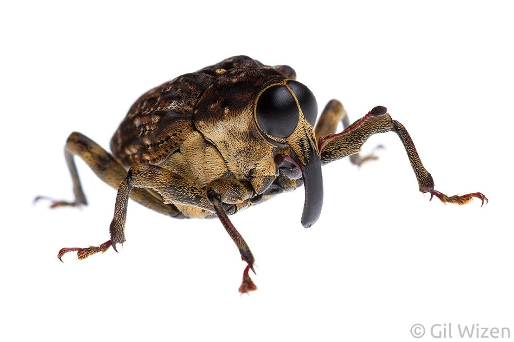 Loài cua bay đậu trên bông hoa rực rỡ sắc màu