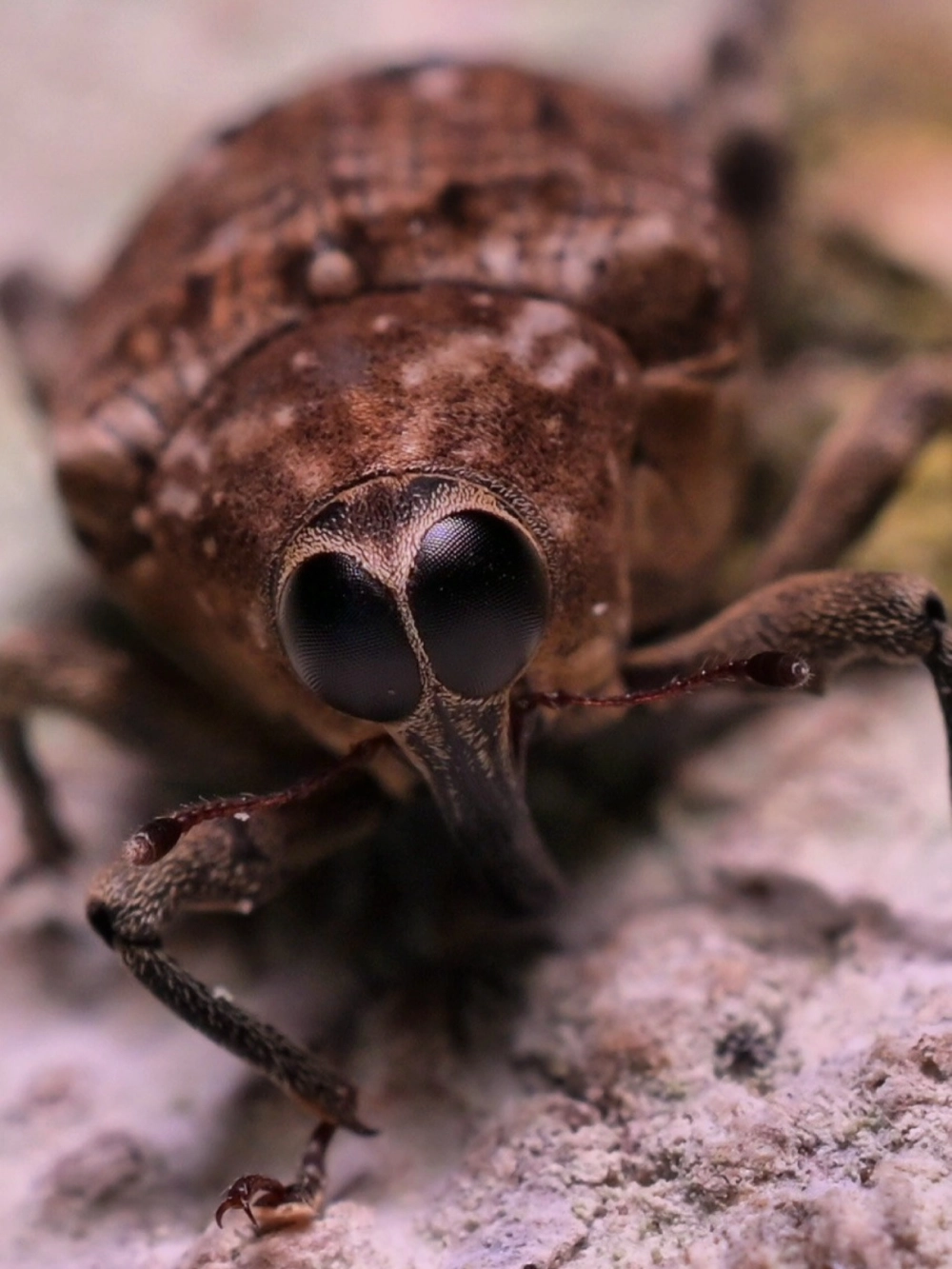 Vẻ đẹp lấp lánh của bọ cánh cứng kim loại dưới ánh nắng