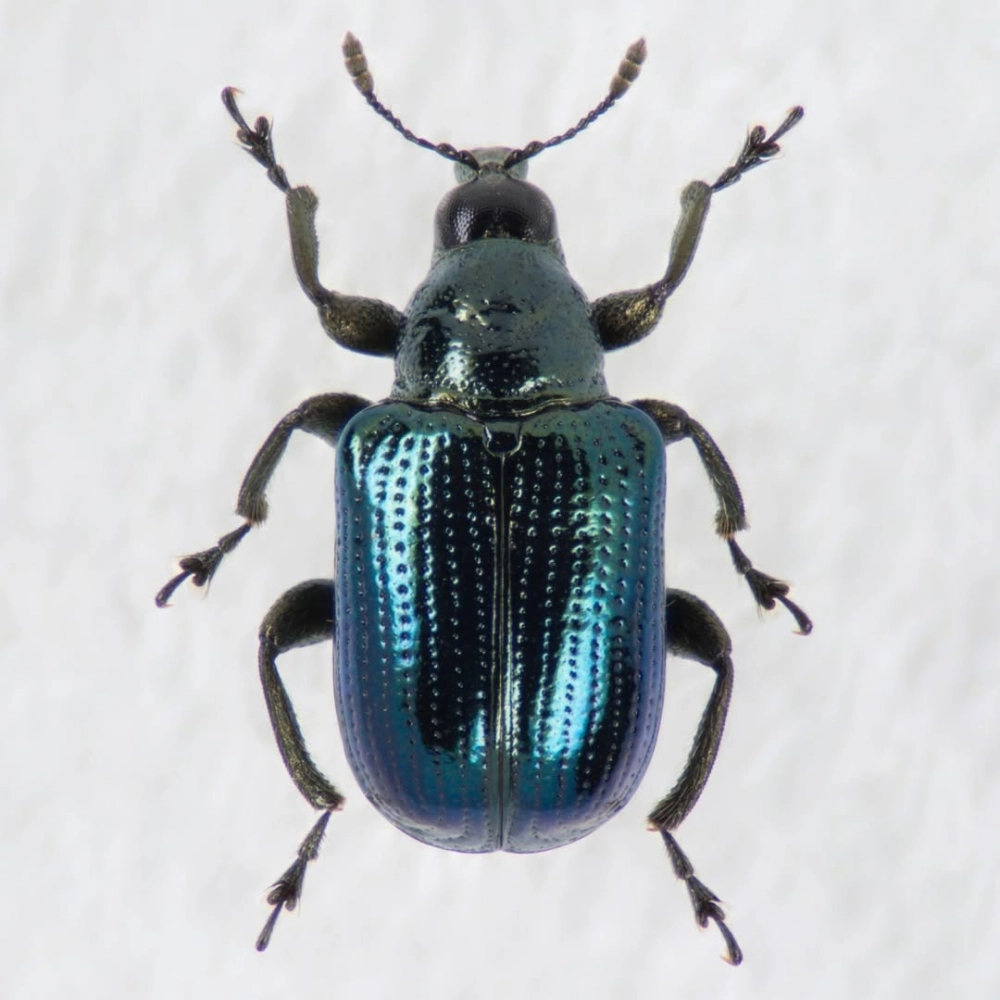 Cận cảnh đầu bọ cánh cứng đẹp với đôi mắt kép sắc nét