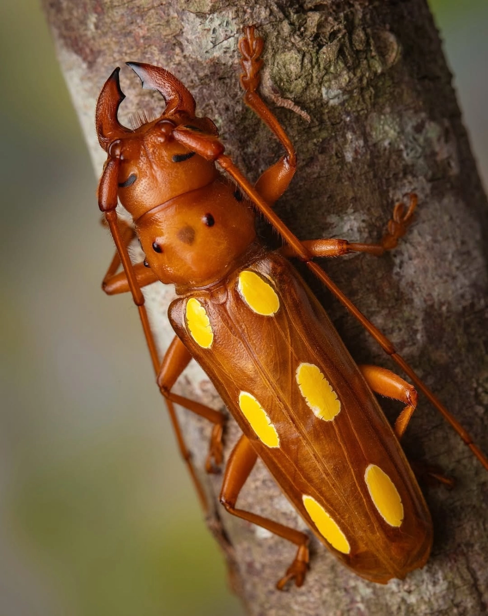 Bộ sưu tập tiêu bản bọ cánh cứng được sắp xếp nghệ thuật