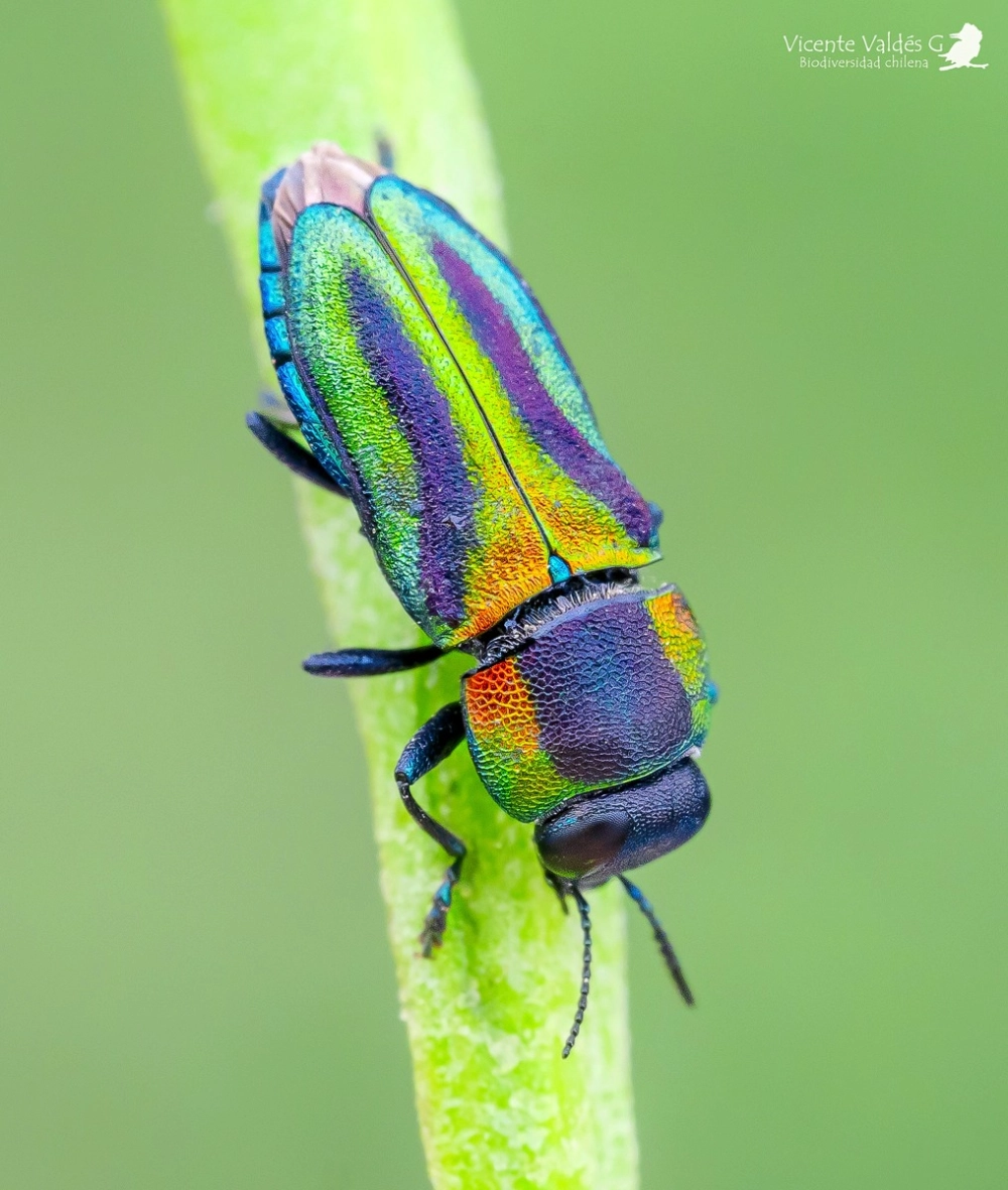 Một chú bọ rầy xanh nhỏ bé ngụy trang trên lá cây