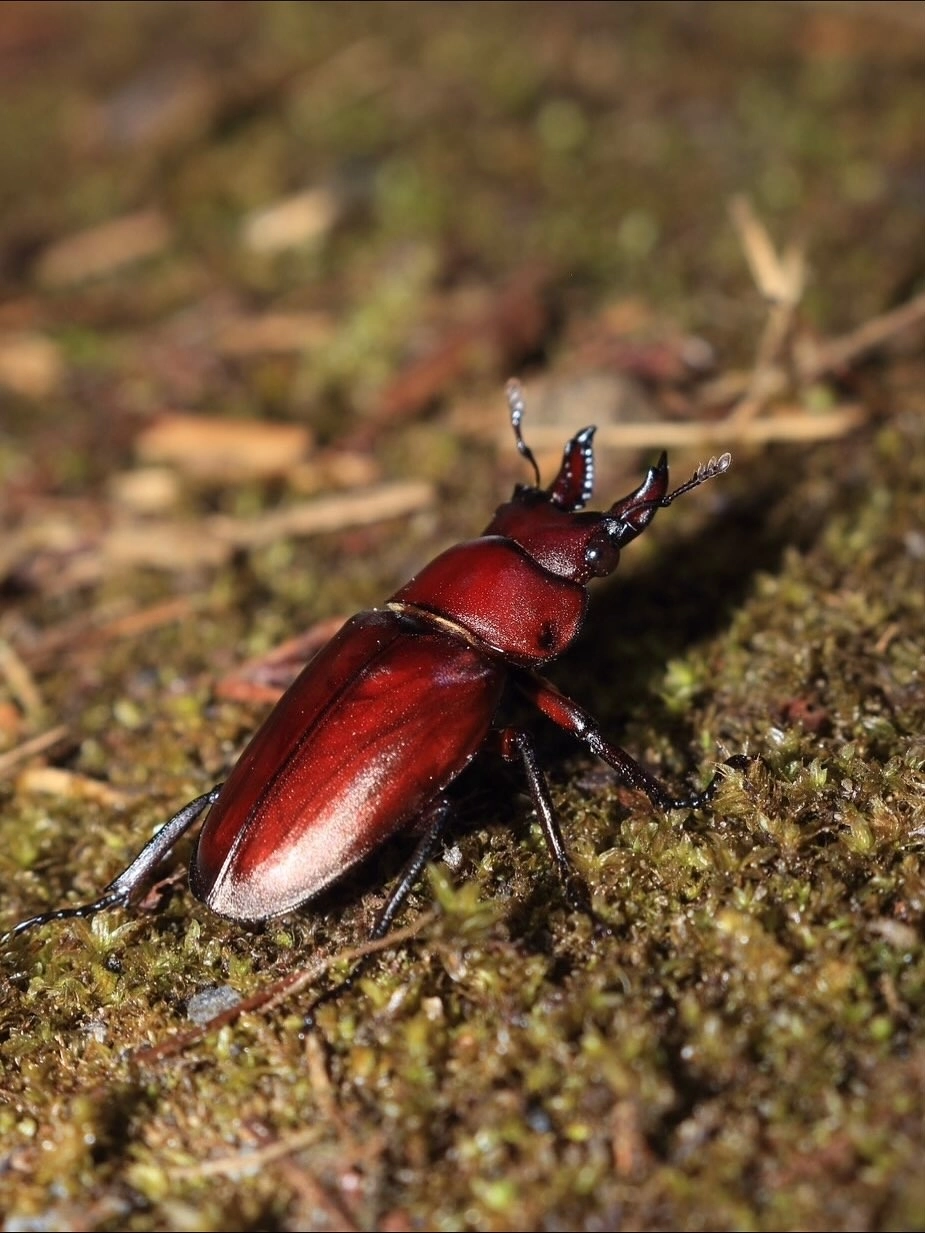 Cận cảnh lớp vỏ của bọ cánh cứng ngũ sắc phản chiếu ánh sáng