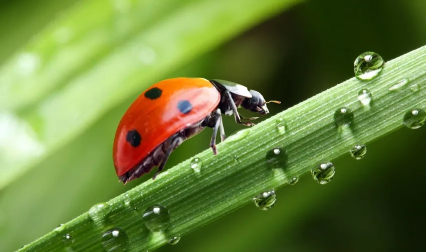 Khám phá vẻ đẹp bọ rùa macro ảnh nghệ thuật đầy sống động