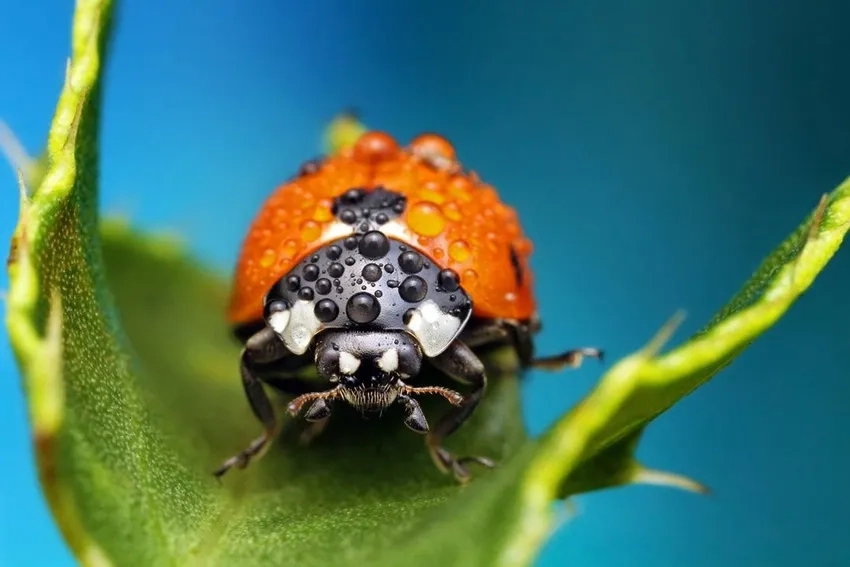 Thử kỹ thuật chụp gần côn trùng để bắt khoảnh khắc độc đáo