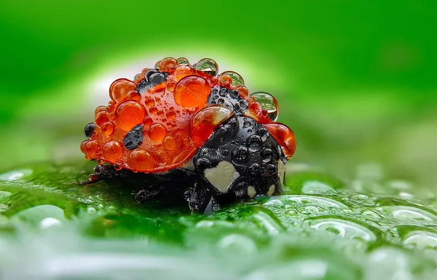 Tận hưởng ảnh bọ rùa sắc nét như nhìn thật ngoài thiên nhiên