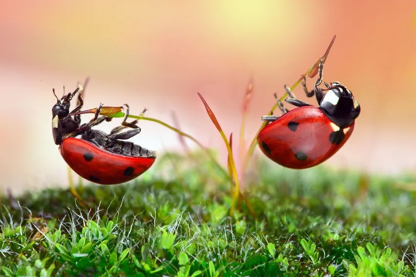 Khám phá nghệ thuật macro côn trùng với bố cục tinh tế