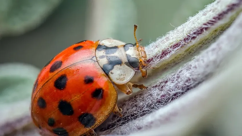 Trải nghiệm macro bọ rùa ngoài trời tự nhiên tuyệt đẹp