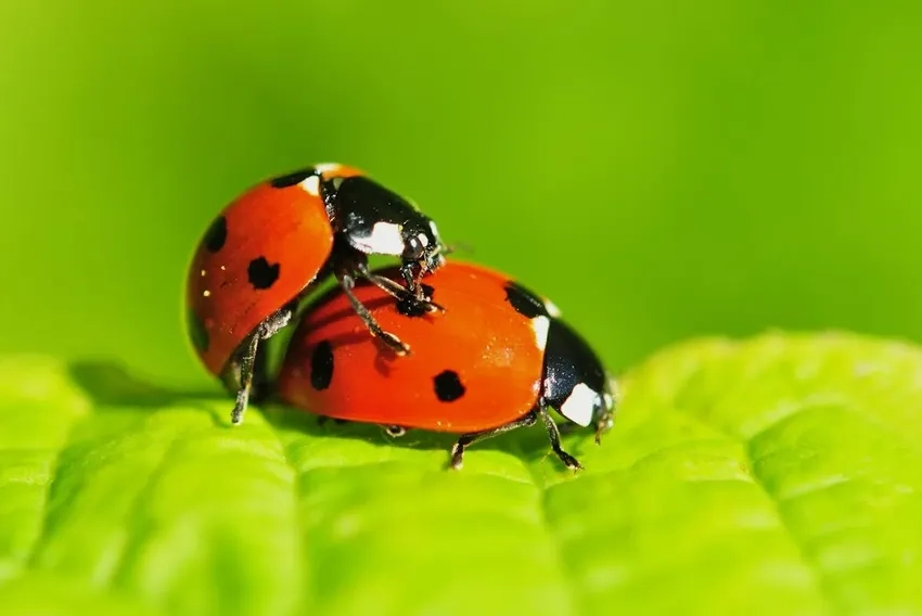 Macro sâu lấy nét bọ rùa cho mọi chi tiết rõ ràng