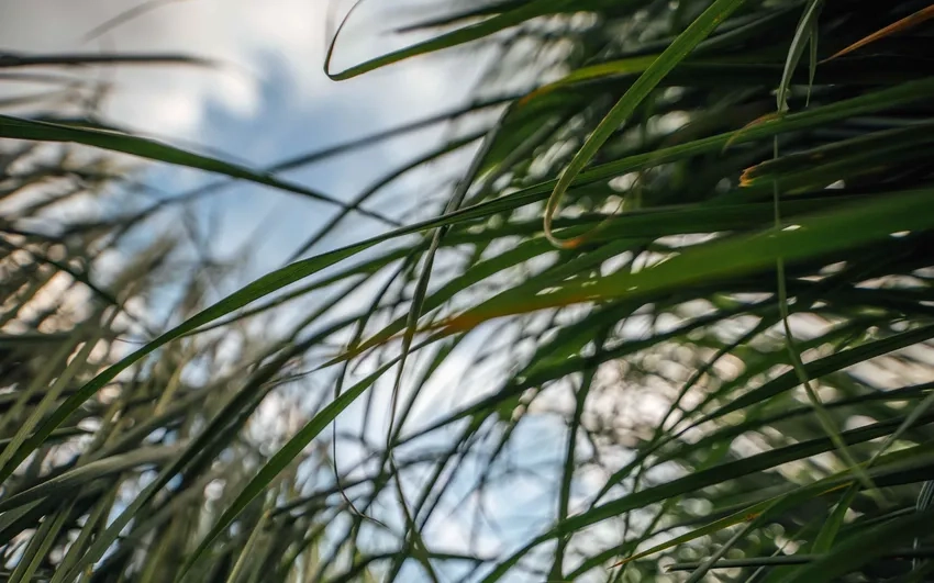 Thưởng thức cảnh sắc tự nhiên qua ảnh thực vật macro với bụi cỏ macro