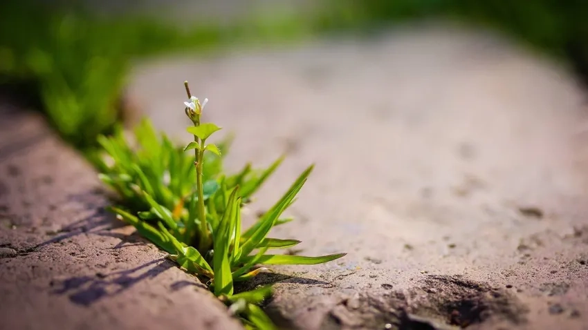 Từng nhánh nhỏ của bụi cỏ macro được ghi lại sắc nét trong ảnh cỏ nhánh nhỏ macro