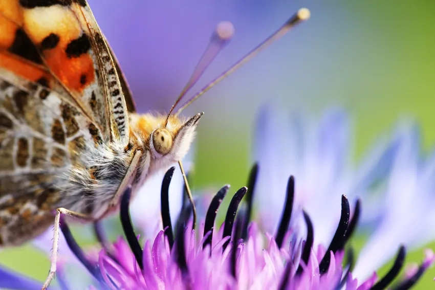 Chiêm ngưỡng bướm macro đẹp trong ánh sáng tự nhiên