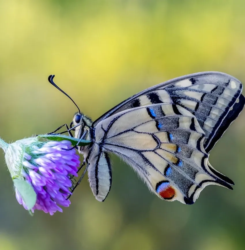 Ngắm hình ảnh bướm chi tiết với màu sắc nổi bật