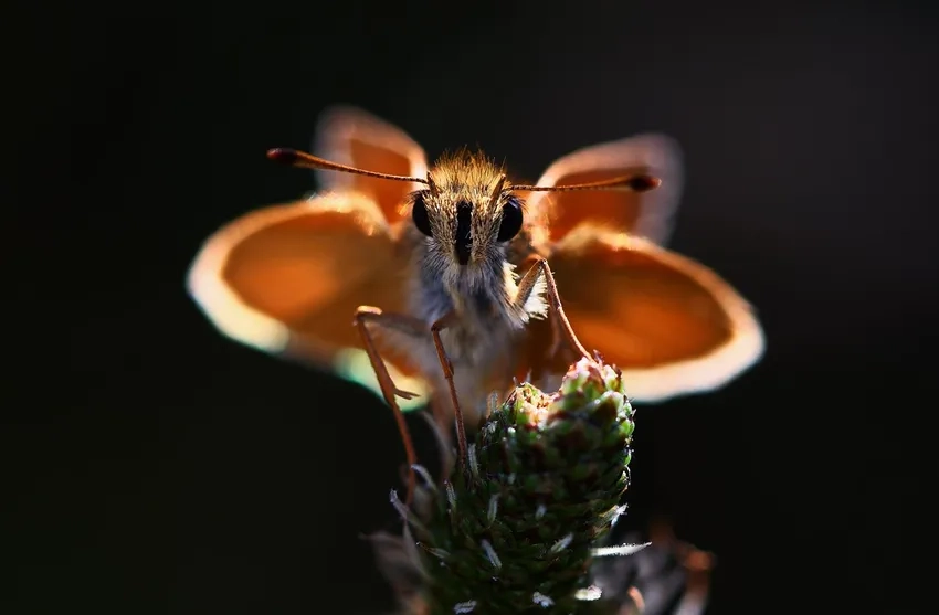 Bướm macro Việt Nam tỏa sáng giữa thiên nhiên xanh