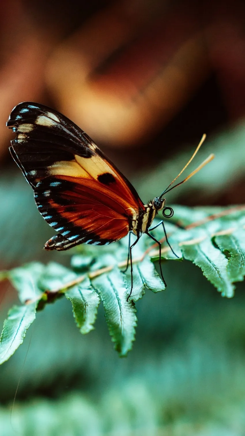 Khám phá ảnh côn trùng macro với chi tiết sắc nét