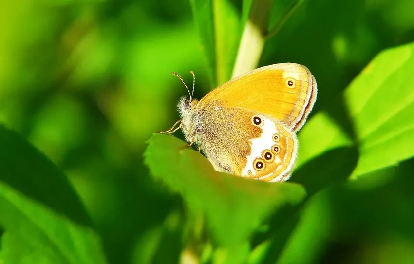 Bướm và hoa macro tạo nên cảnh sắc thơ mộng