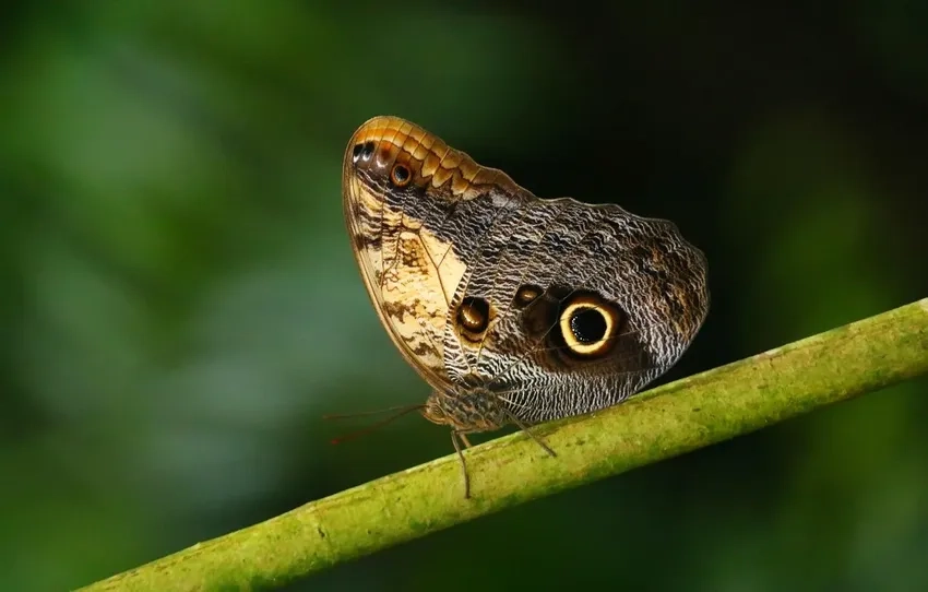 Bắt khoảnh khắc bướm bay macro thật sống động