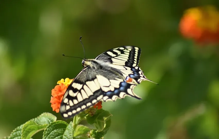Bướm đậu macro trên cánh hoa lung linh ánh sáng
