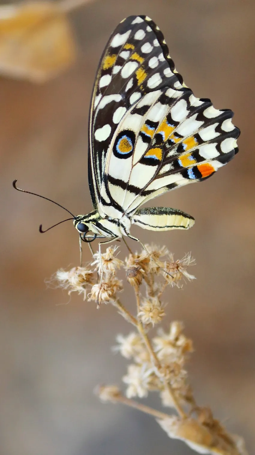 Bướm macro nghệ thuật tỏa sáng trong ánh sáng tự nhiên