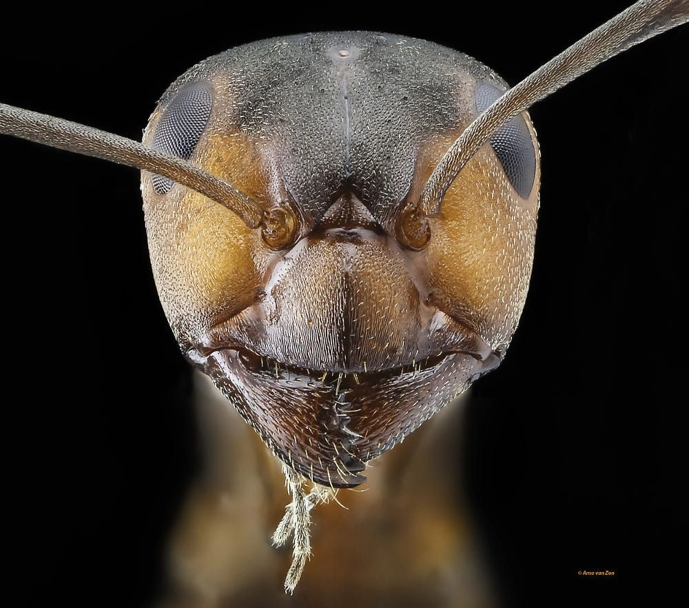 Hai con kiến chạm râu vào nhau minh họa giao tiếp của loài kiến