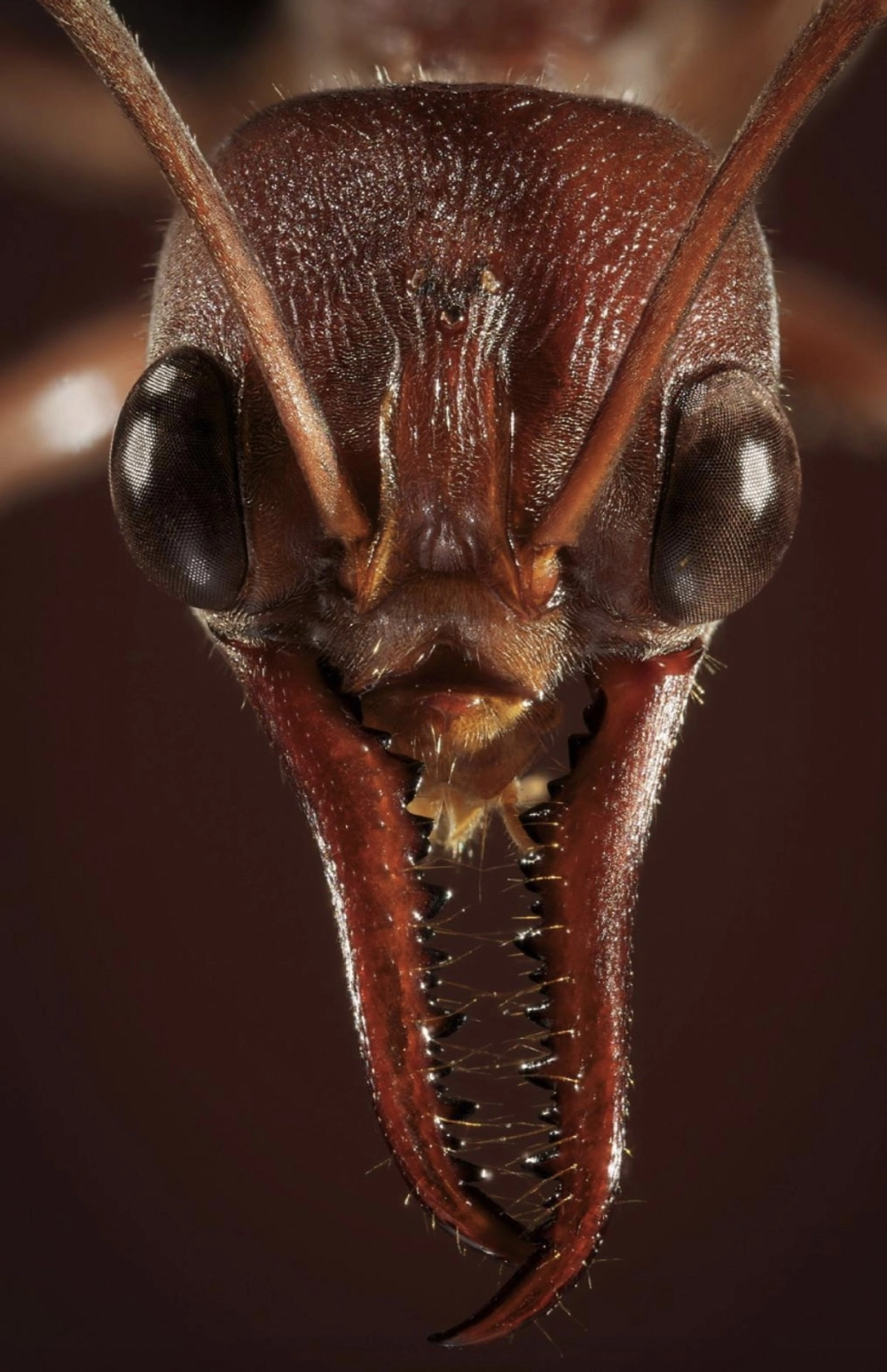 Khoảnh khắc kiến uống nước mật từ nhụy hoa rực rỡ