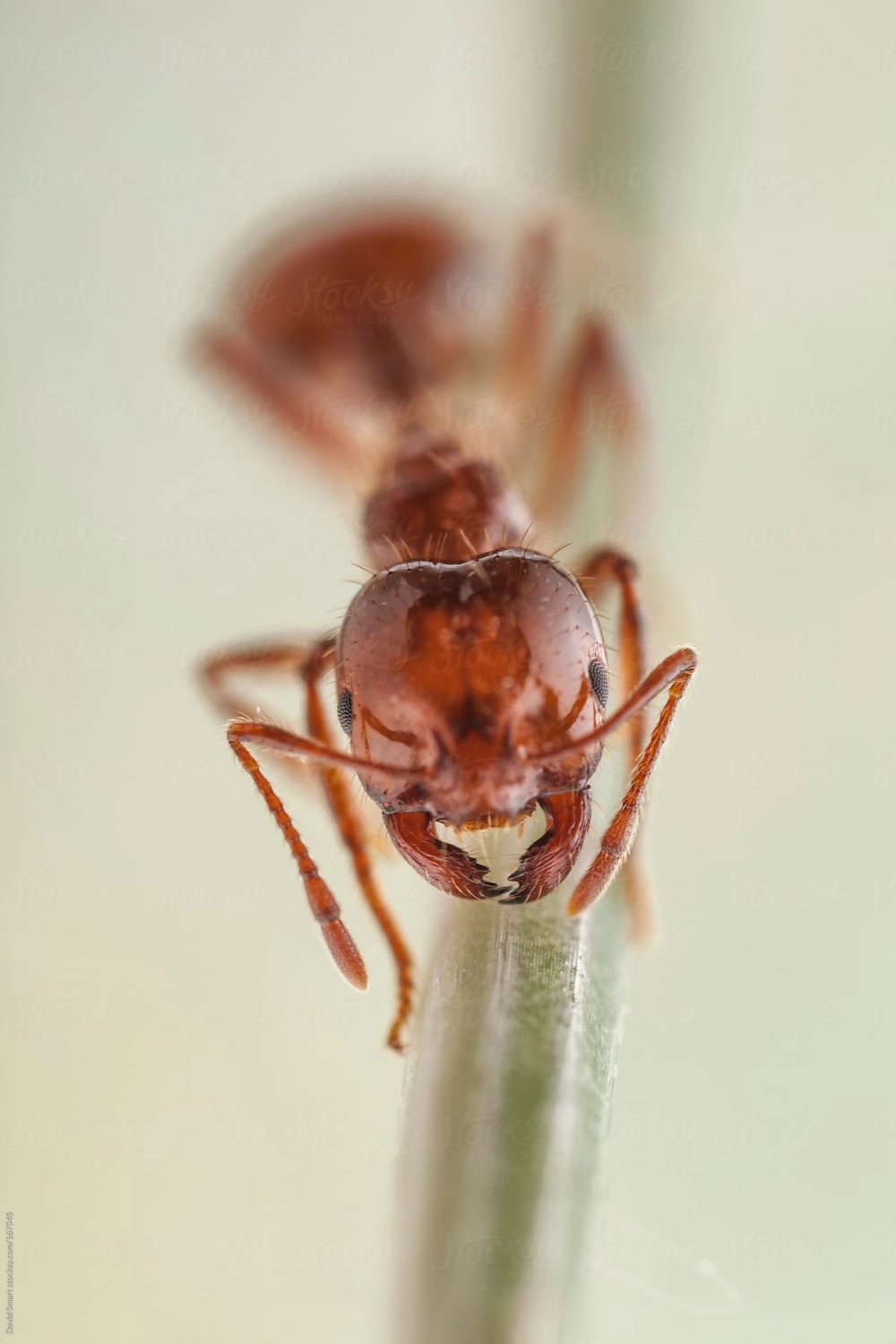 Hình ảnh kiến bảo vệ tổ đứng canh gác trước cửa hang