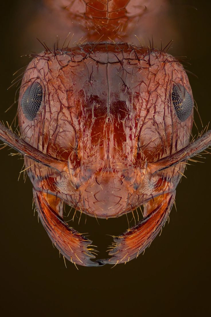 Khoảnh khắc kiến càng kẹp tay người với đôi càng sắc nhọn