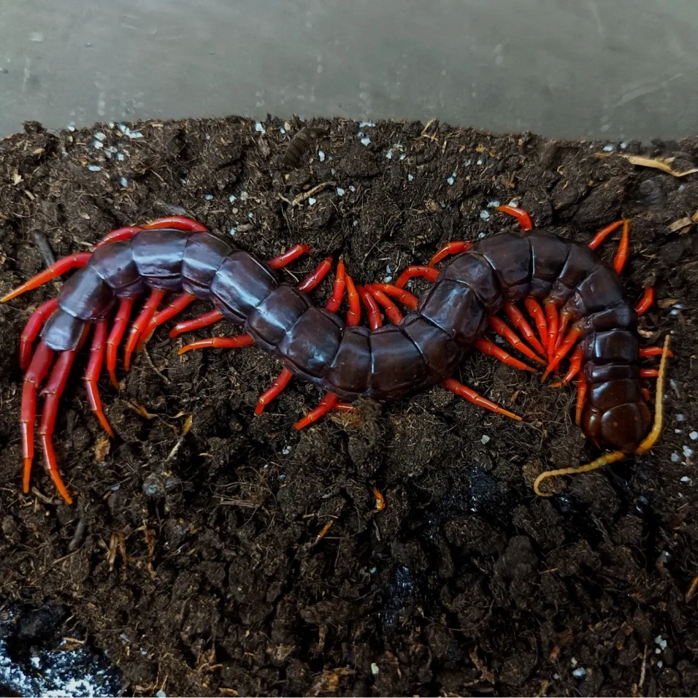 Hình ảnh nghệ thuật về loài rết trong studio