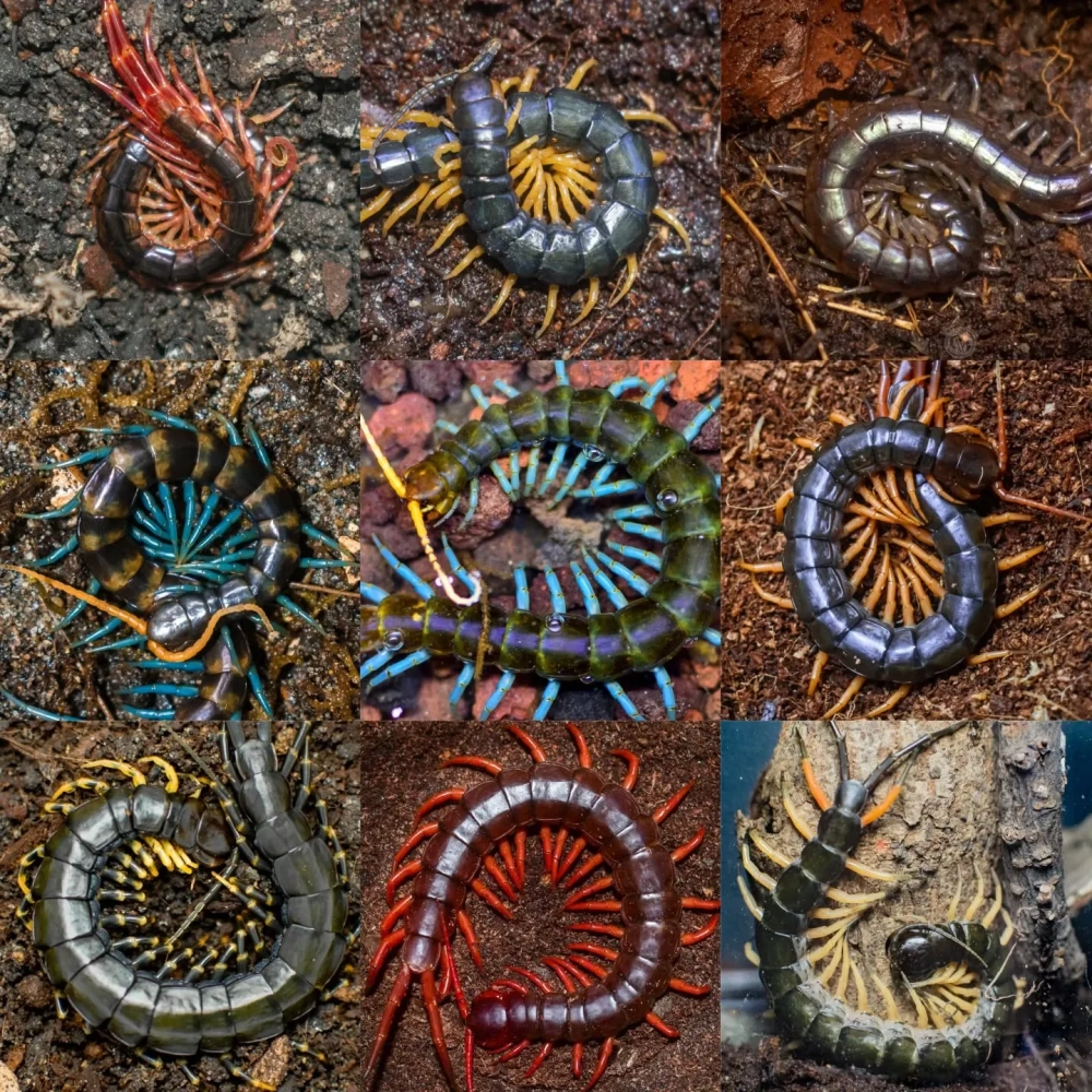 Rết khổng lồ đang ăn con mồi vừa bắt được