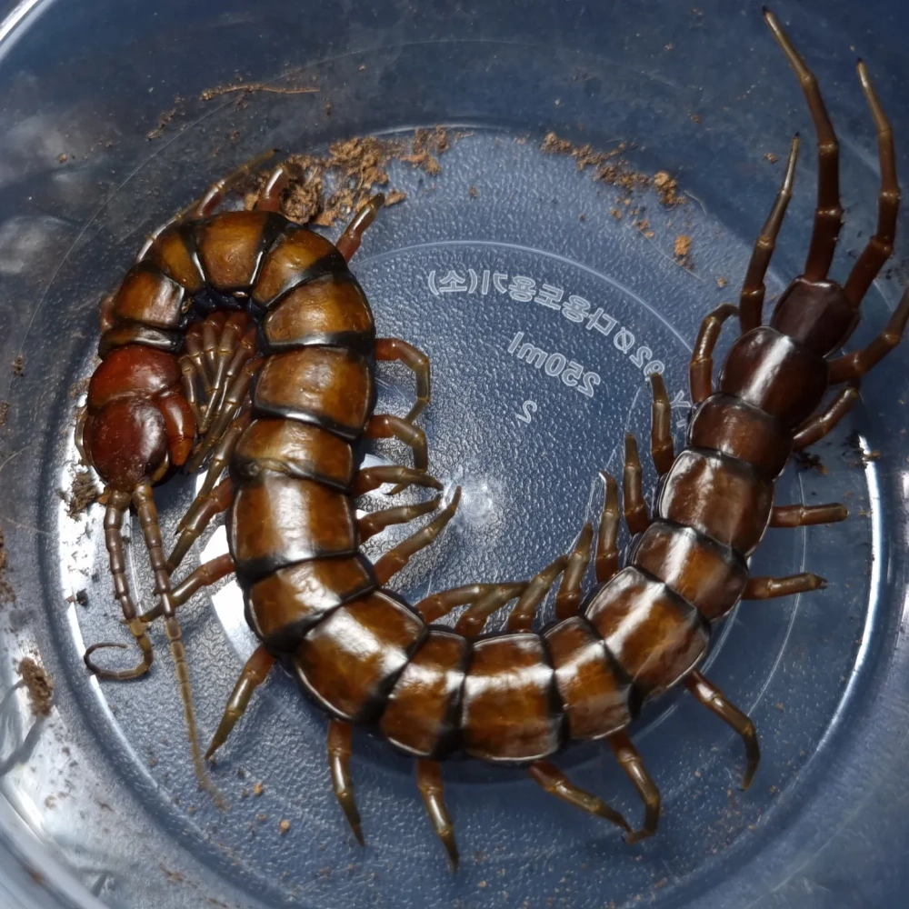 Cận cảnh bụng và các đốt chân của rết